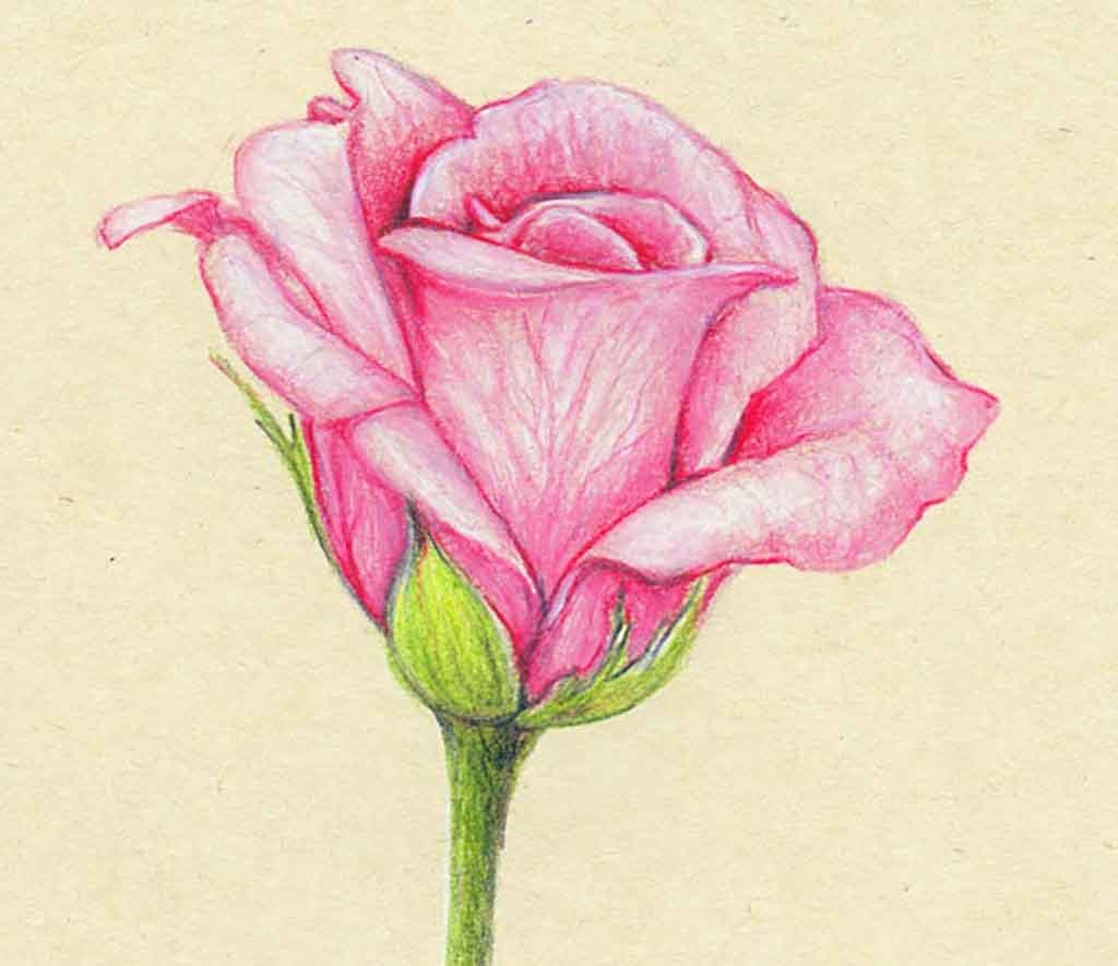 Colour Pencil Drawing Pictures Of Flowers / Over 363,545 pencil drawing
