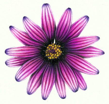 Featured image of post Flower Images Drawing Colour : Collection of pictures of flower drawings (67) flower drawings for colouring different types of flowers to color