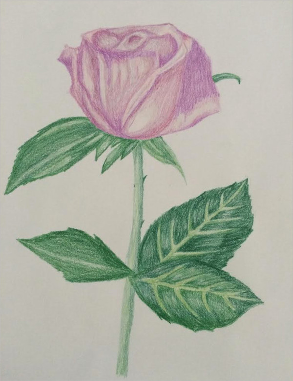 600x781 Rose Drawings - Colored Pencil Flower Drawings