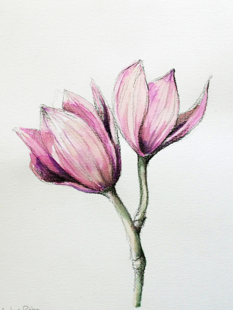 771x1024 Flower Drawing Images With Color - Colored Pencil Flower Drawings