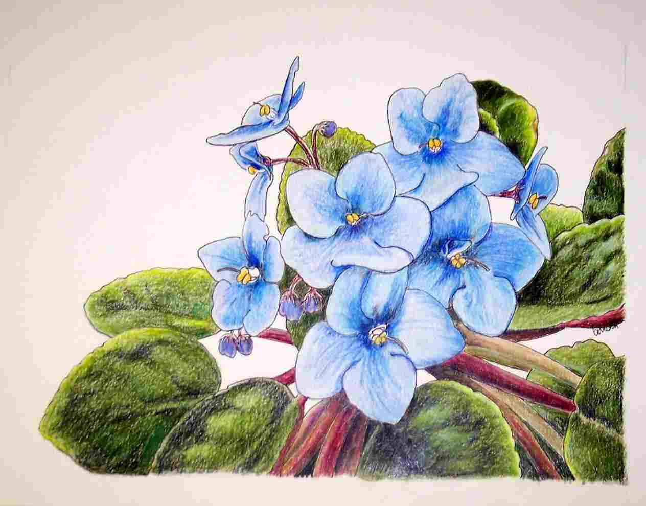 1264x990 Realistic Beautiful Drawing Color Pencil - Colored Pencil Flower Drawings