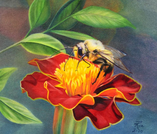 660x567 Beautiful Flower Drawings And Realistic Color Pencil Drawings - Colored Pencil Flower Drawings
