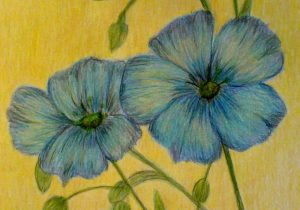 300x210 Color Pencil Drawings Of Flowers Colour Pencil Flower Drawings - Colored Pencil Flower Drawings