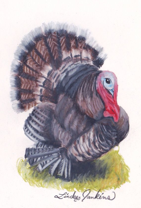 Colored Turkey Drawing at Explore collection of