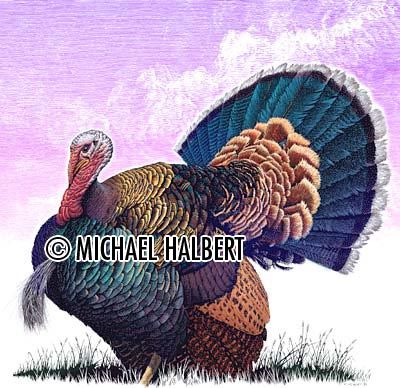 Colored Turkey Drawing at PaintingValley.com | Explore collection of ...