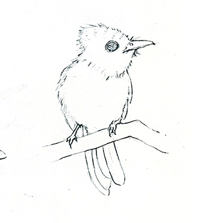 Colorful Bird Drawing