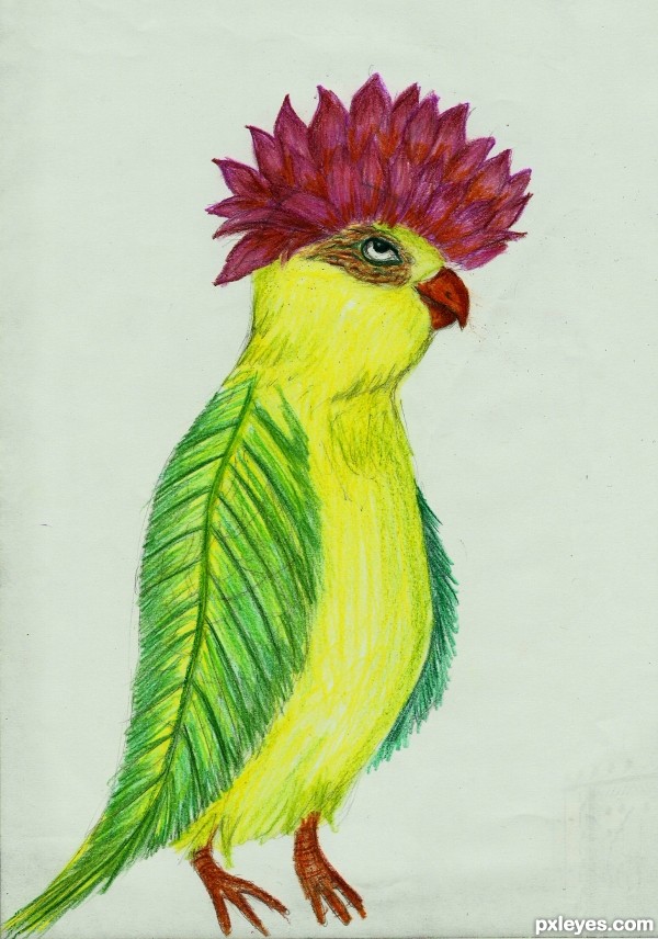 600x856 colorful bird picture - Colorful Bird Drawing