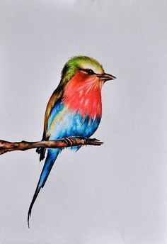 236x344 Best Bird Drawings Images Bird Drawings, Birds, Color Pencil - Colorful Bird Drawing