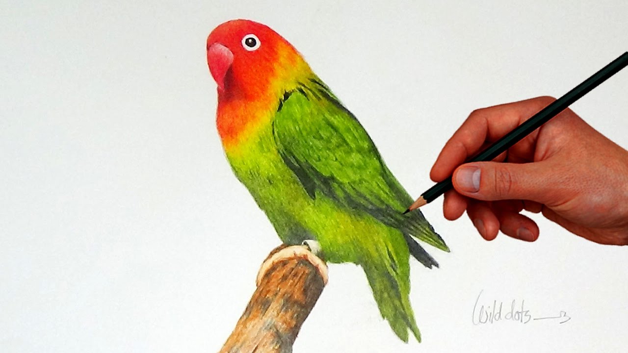 1280x720 Drawing A Love Bird With Simple Colored Pencils - Colorful Bird Drawing