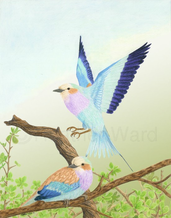 550x700 heather ward wildlife art lilac breasted roller - Colorful Bird Drawing