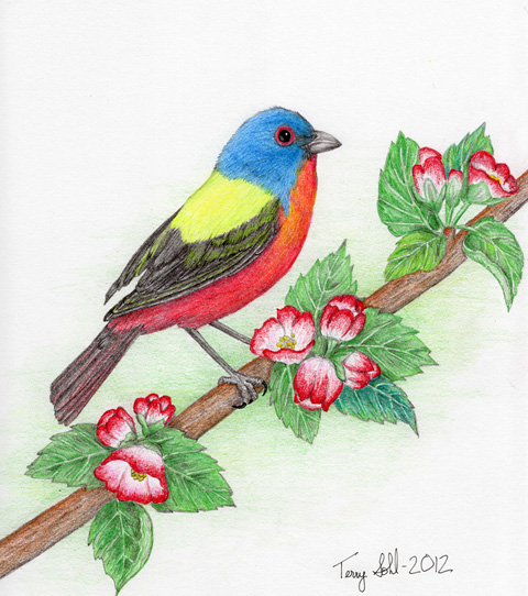 480x542 Painted Bunting - Colorful Bird Drawing