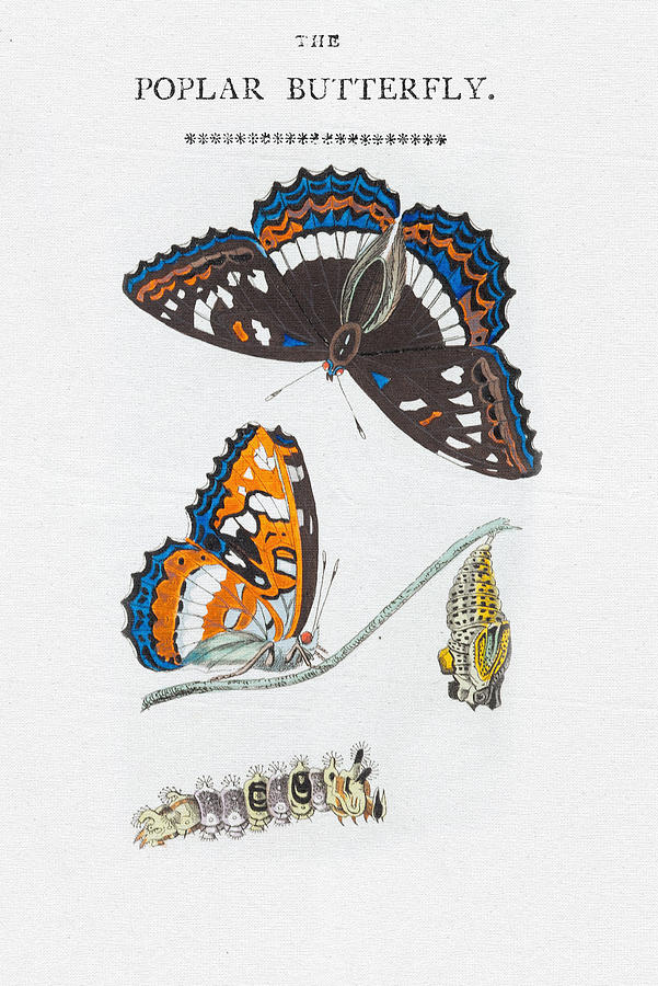 601x900 colorful butterfly art - Colorful Butterfly Drawing
