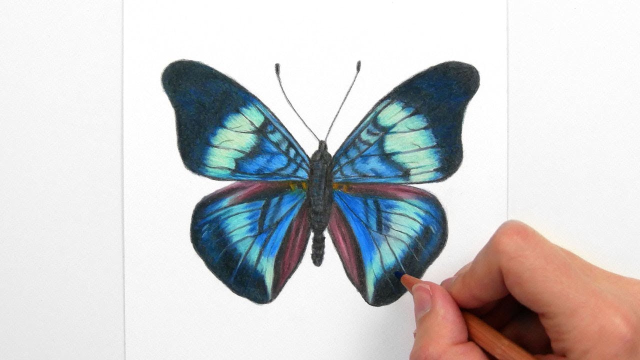 1280x720 Drawing, Coloring A Bluegreen Butterfly With Colored Pencils - Colorful Butterfly Drawing