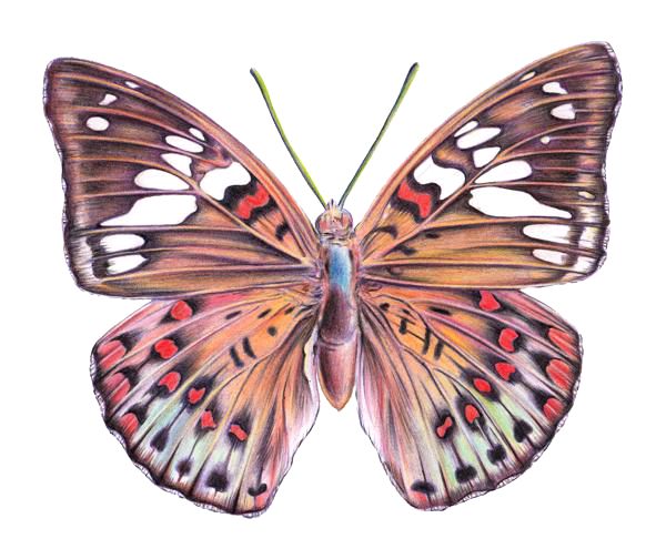 600x504 How To Draw A Butterfly - Colorful Butterfly Drawing