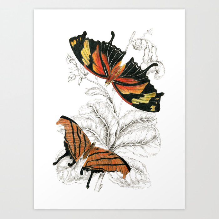 700x700 scientific colorful butterfly entomology drawing art print - Colorful Butterfly Drawing