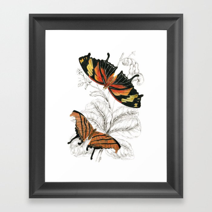 700x700 scientific colorful butterfly entomology drawing framed art print - Colorful Butterfly Drawing