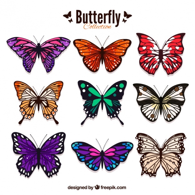 626x626 Butterfly Vectors, Photos And Free Download - Colorful Butterfly Drawing