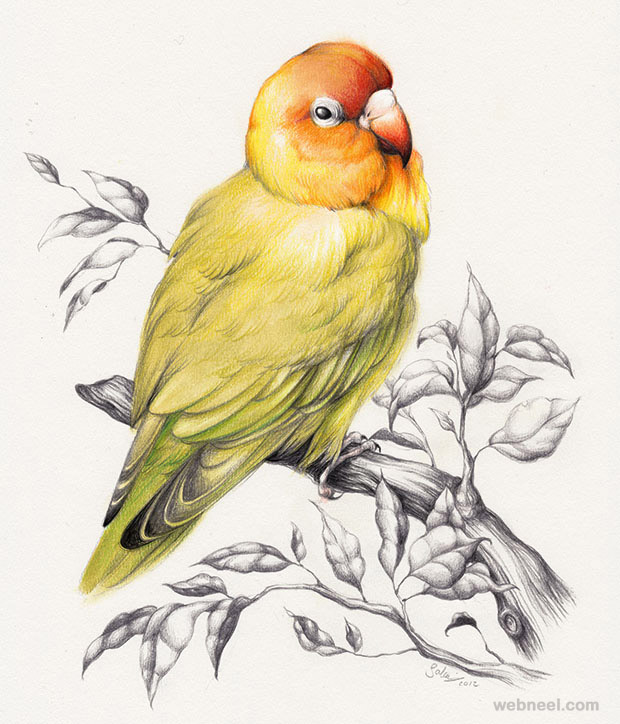 620x724 colorful drawing of bird steemit - Colorful Drawing