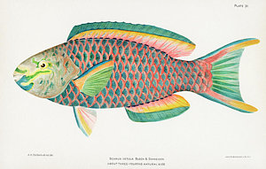 300x191 Colorful Fish Drawings - Colorful Fish Drawing