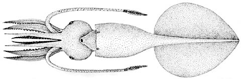 479x157 Mesonychoteuthis Hamiltoni - Colossal Squid Drawing