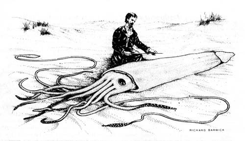 500x289 Thomas Kirk With A Giant Squid Octopus And Squid Te Ara - Colossal Squid Drawing