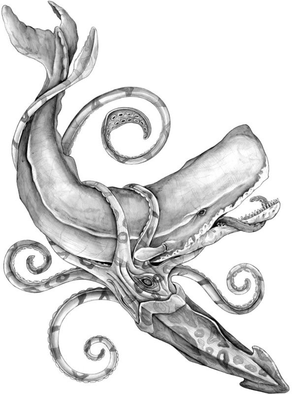 593x800 Fight Giant Squid Vs Sperm Whale Kraken, Octopus Tats - Colossal Squid Drawing