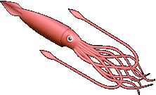 222x135 Giant Squid - Colossal Squid Drawing