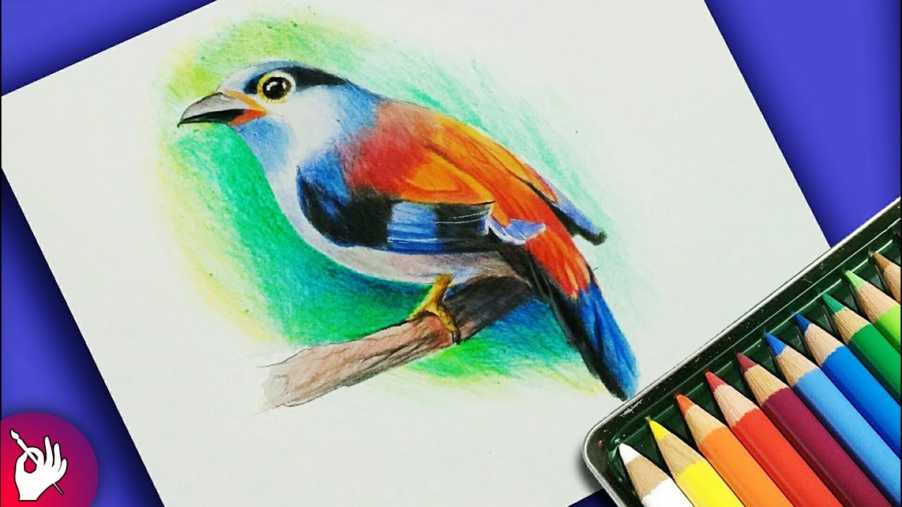 1280x720 how to draw bird with colour pencil step - Colour Drawing