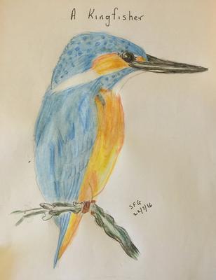 308x400 my colour drawing a kingfisher - Colour Drawing