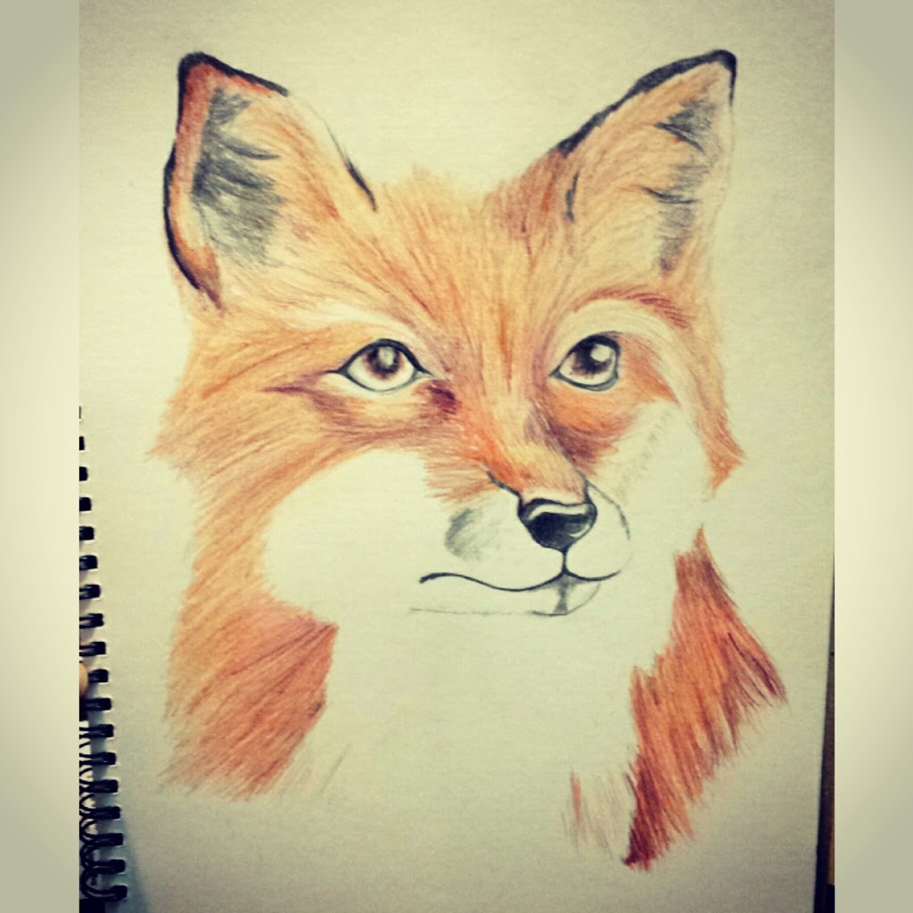 1024x1024 Coloured Pencil Fox Drawing - Colour Drawing Images