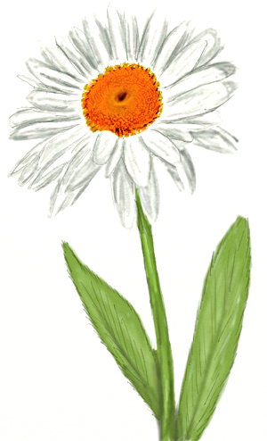 300x494 How To Draw A Daisy - Colour Drawing Pictures Of Flowers