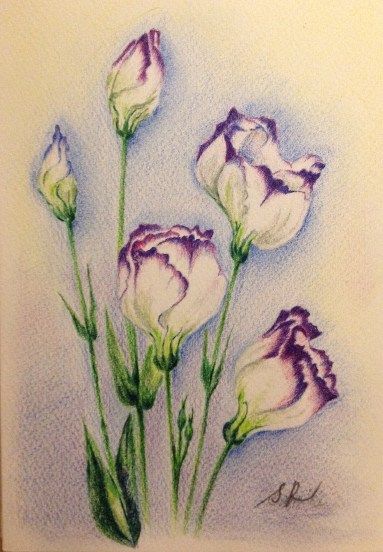 383x552 Colored Pencil Drawings Of Flowers This Summer Is Really Hot,hot - Colour Drawing Pictures Of Flowers
