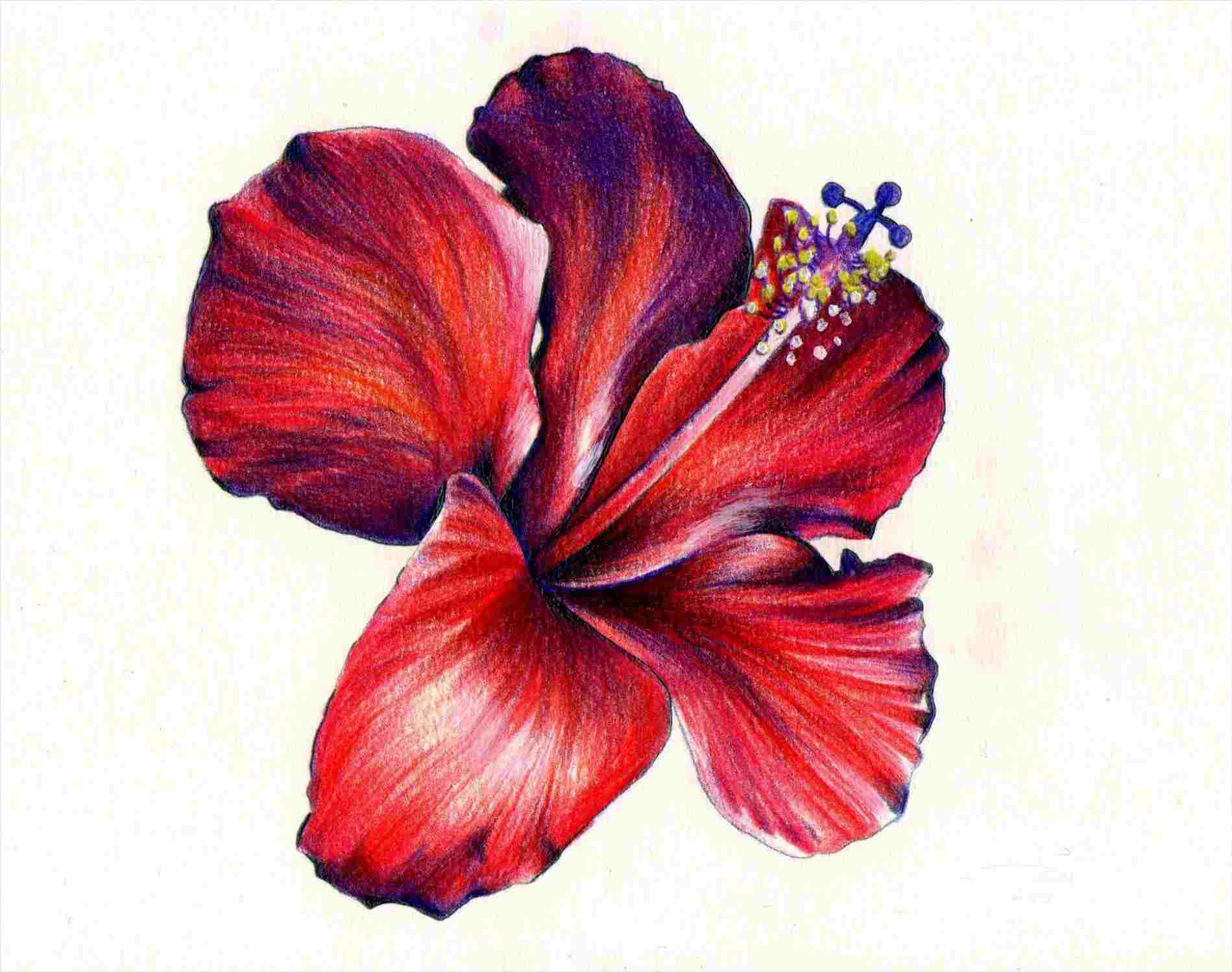 Colour Drawing Pictures Of Flowers at PaintingValley.com | Explore