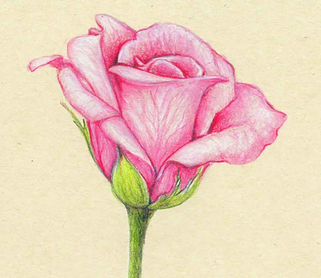 Featured image of post Rose Flower Flower Images Drawing With Colour / You can download free flower png images with transparent backgrounds from the largest collection on pngtree.