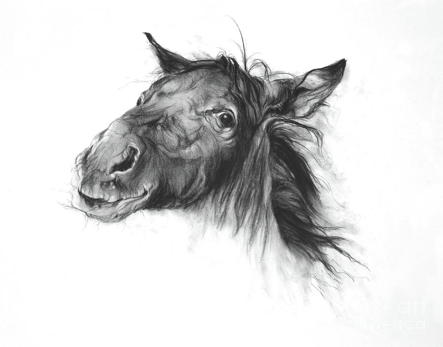 900x705 colt drawing - Colt Drawing