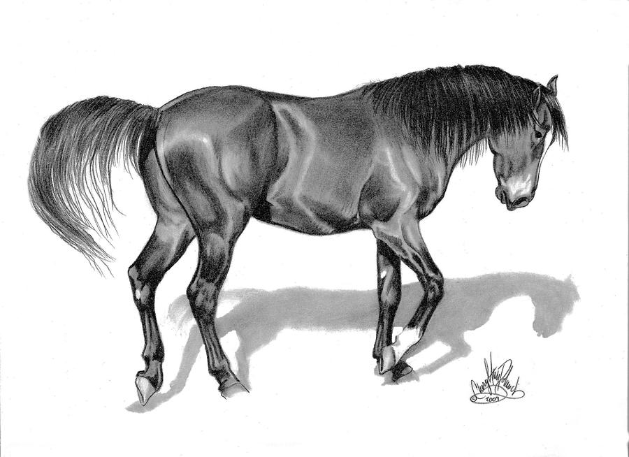 900x654 dark bay thoroughbred colt drawing - Colt Drawing