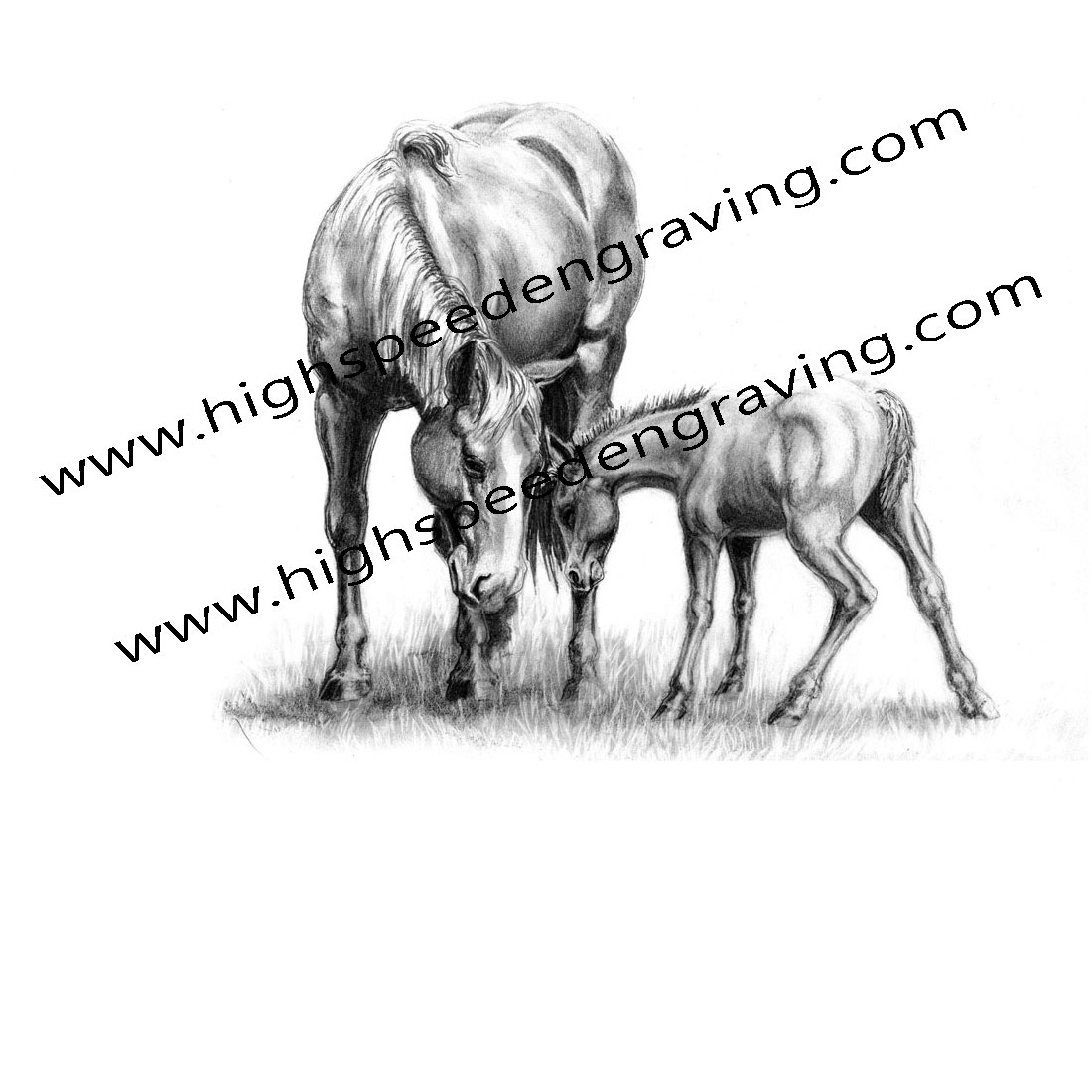 1100x1100 horse mare with colt drawing - Colt Drawing
