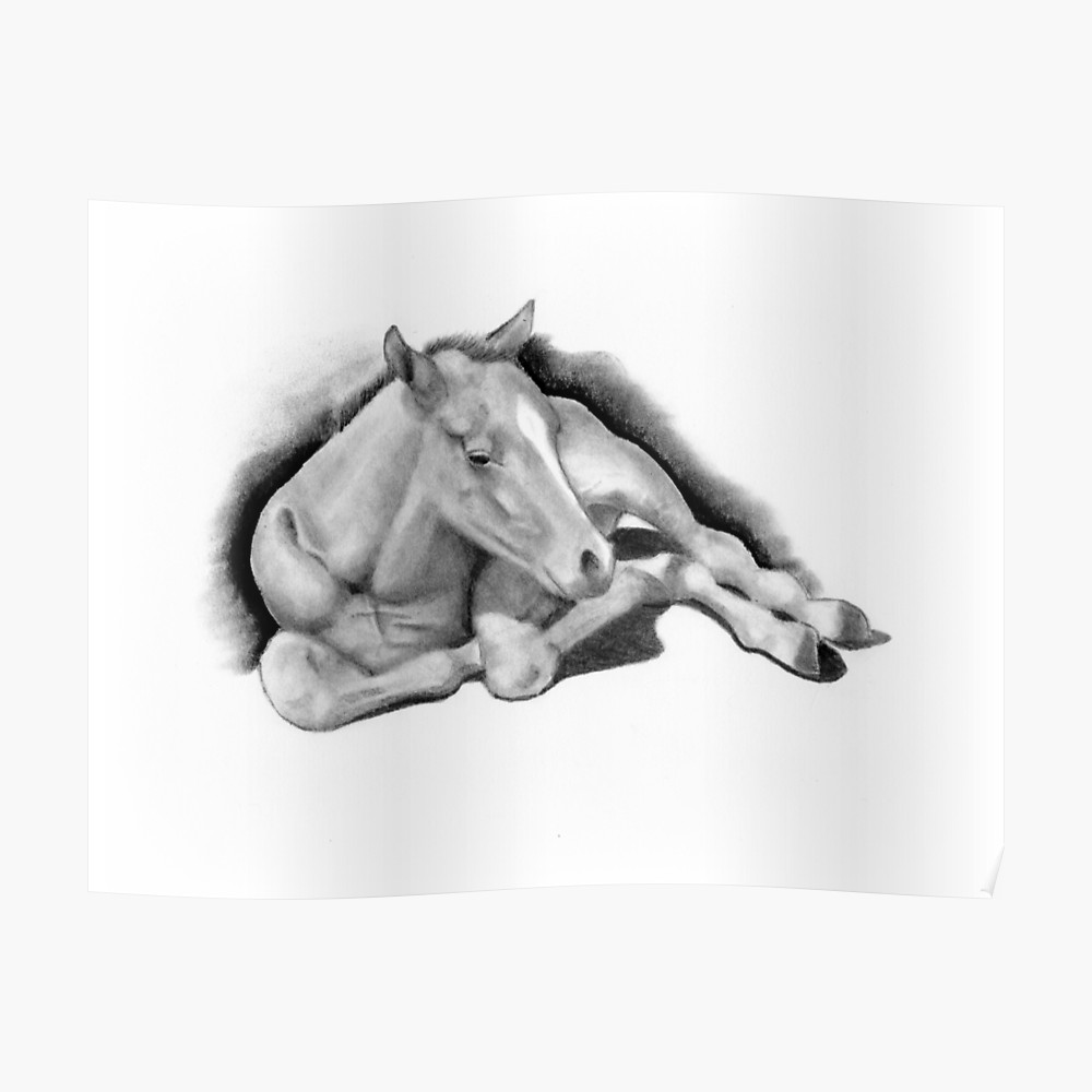 1000x1000 long legged colt lying down, pencil drawing, horse scarf - Colt Drawing
