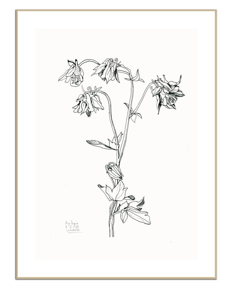 794x983 columbine floral print botanical black and white wall art etsy - Columbine Flower Drawing