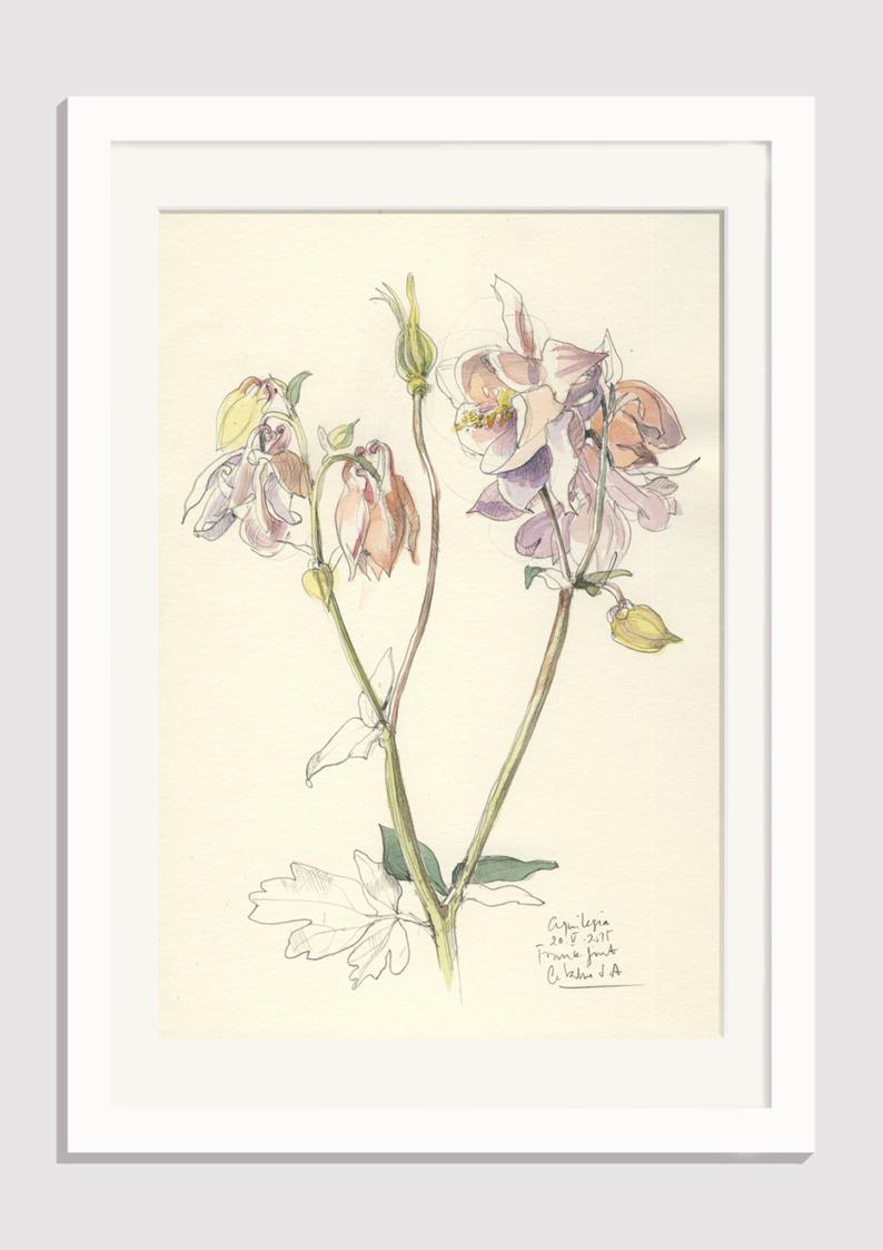 794x1123 columbine flower drawing original aquilegia pencil and etsy - Columbine Flower Drawing