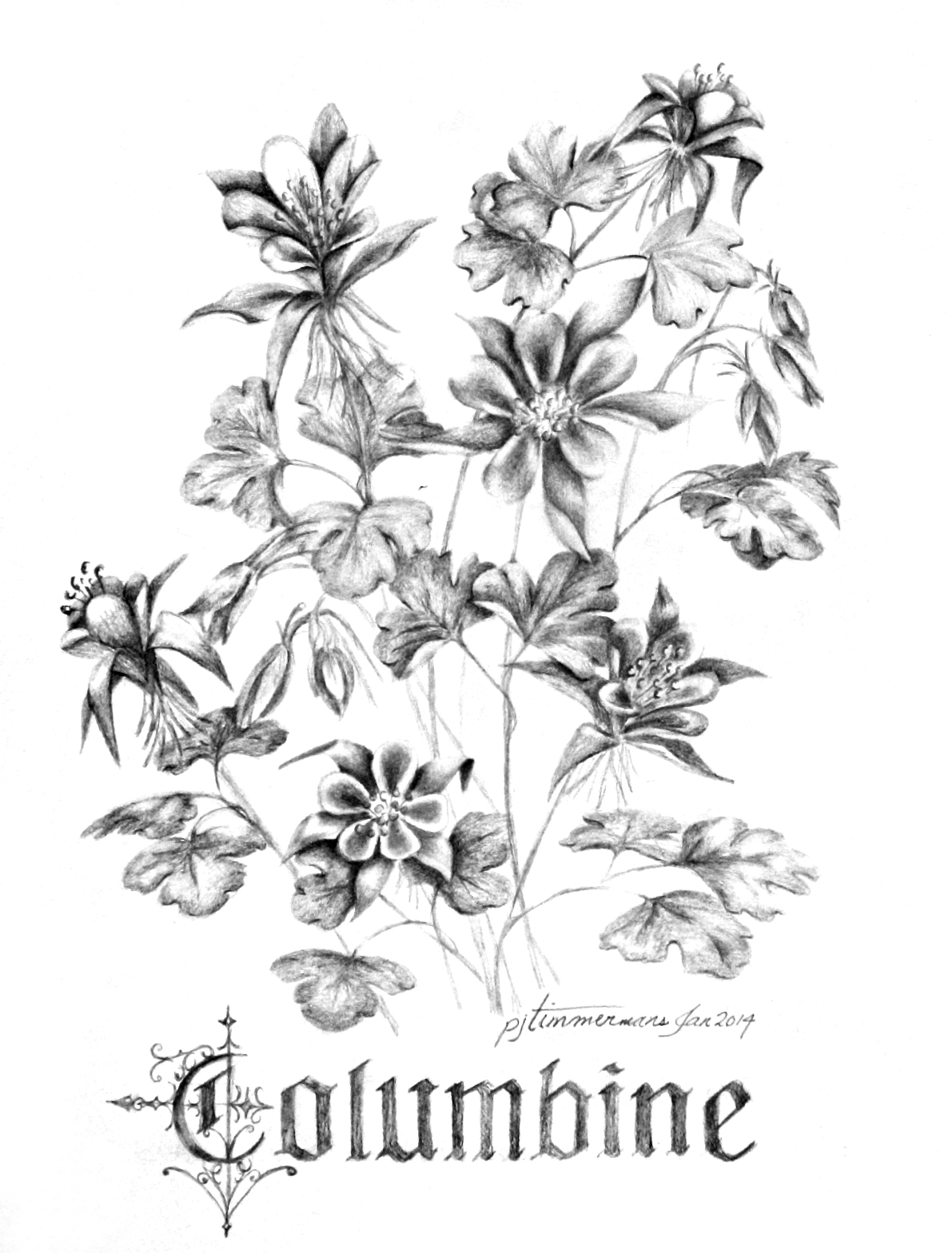 Columbine Flower Drawing at Explore collection of