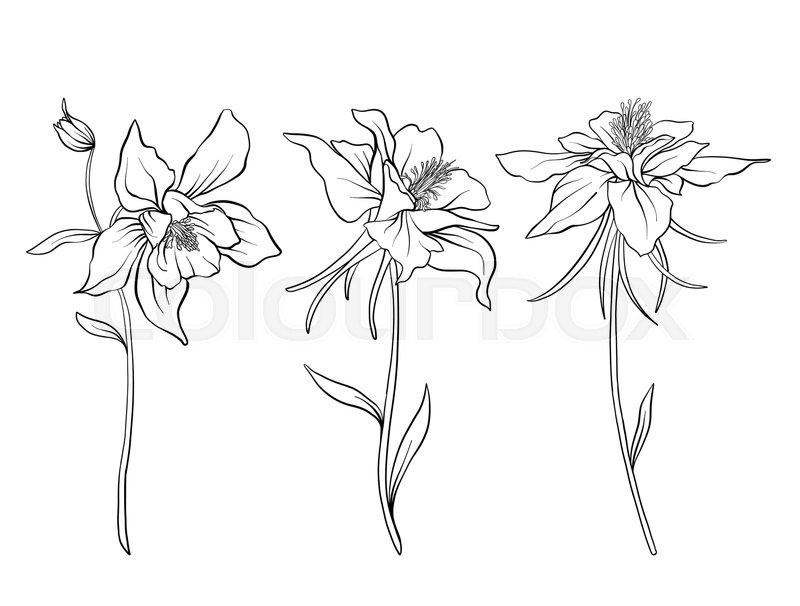 800x606 columbine flowers set of outline stock vector colourbox - Columbine Flower Drawing