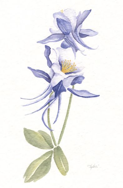 394x600 columbines - Columbine Flower Drawing