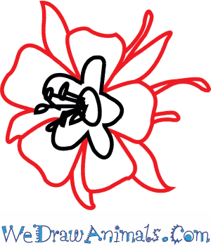 300x350 how to draw a columbine flower - Columbine Flower Drawing