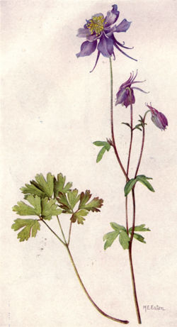 250x461 national geographic magazinevolume state flowers - Columbine Flower Drawing