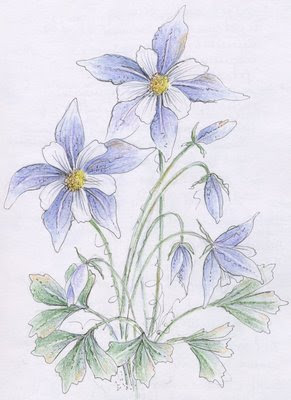 291x400 to draw is everything columbine flower drawing - Columbine Flower Drawing