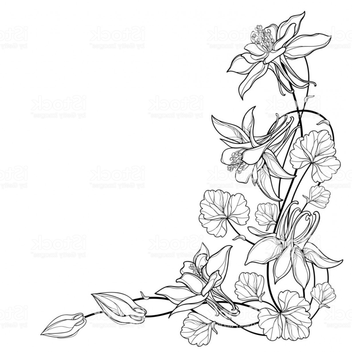Download Columbine Flower Line Drawing - Best Flower Wallpaper