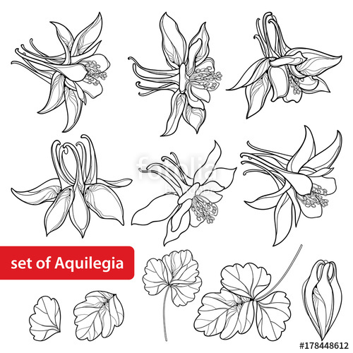 500x500 vector set with outline ornate aquilegia or columbine flower, bud - Columbine Flower Drawing
