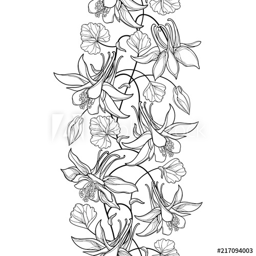 500x500 vector vertical seamless pattern with outline aquilegia - Columbine Flower Drawing