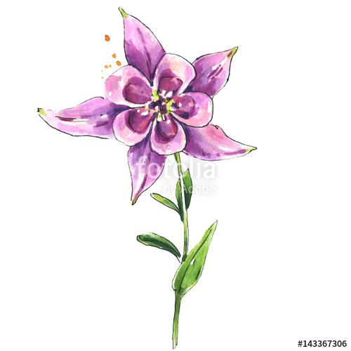 Columbine Flower Drawing at PaintingValley.com | Explore collection of ...